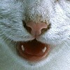 bell-the-cat's Avatar