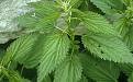 Urtica_dioica_01.jpg