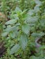 Urtica_urens_kz1.jpg