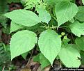laportea-canadensis060708-3446bncmbz.jpg